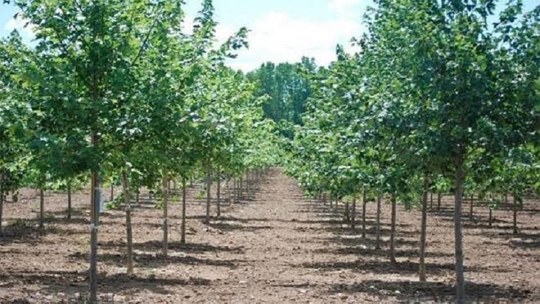 UMUHIMU WA UPANDAJI MITI KATIKA KUKABILIANA NA MABADILIKO YA TABIANCHI. cover image